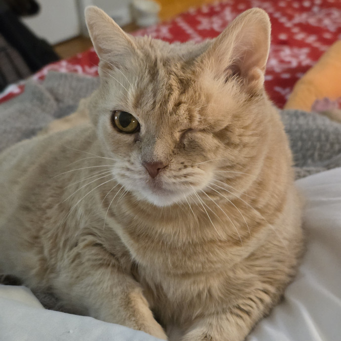 Amazing Cat Care By Angela photo 3