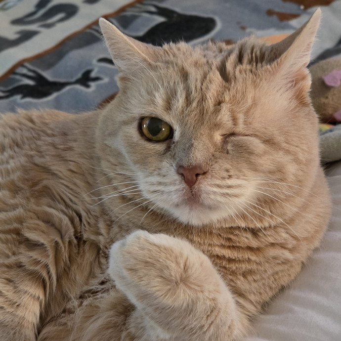 Amazing Cat Care By Angela photo 2