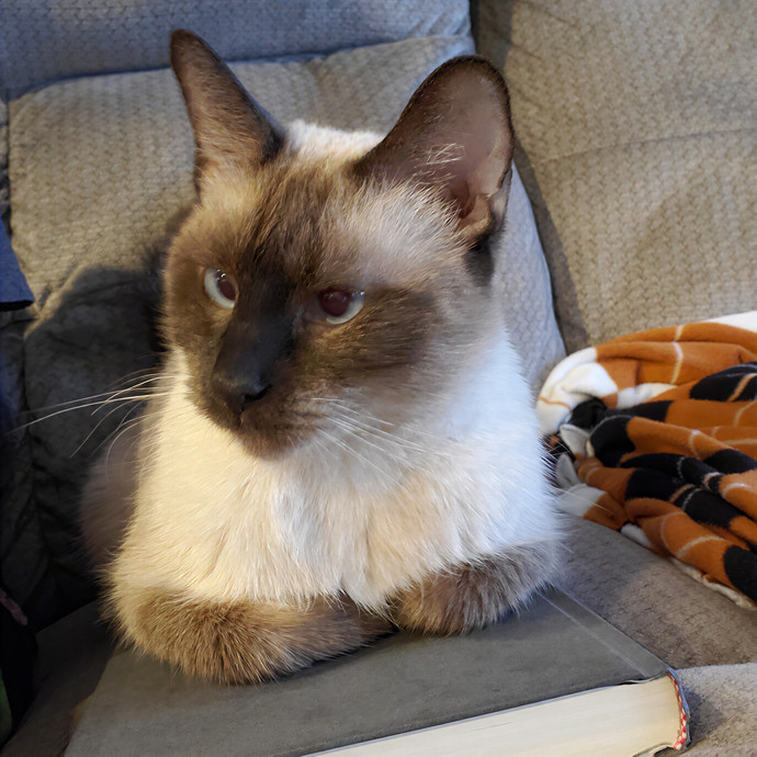 Wow Wow Whiskers photo 3