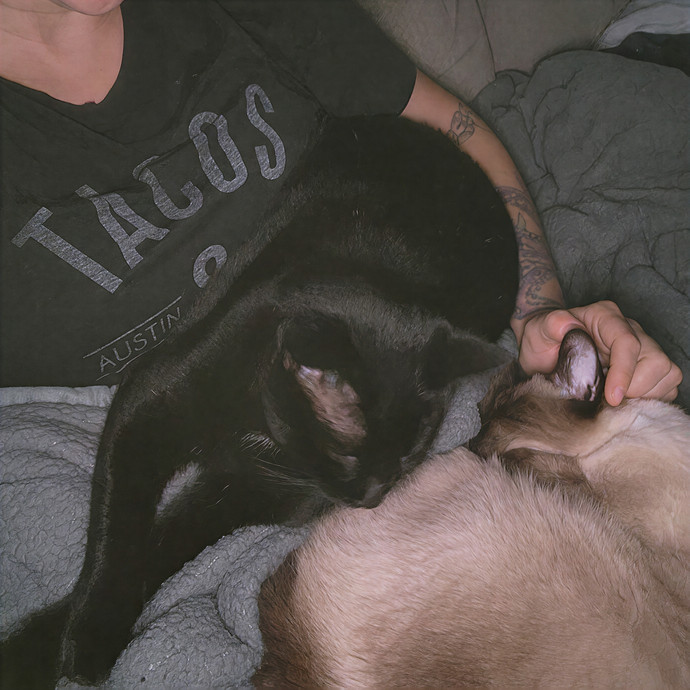 Wow Wow Whiskers photo 2
