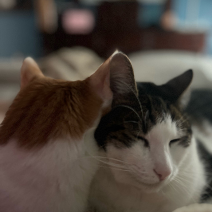 Cat Mom Of Three