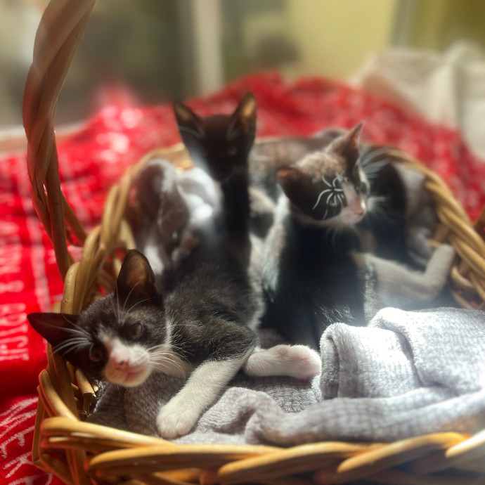 Cat Mom Of Three