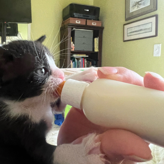 Cat Mom Of Three