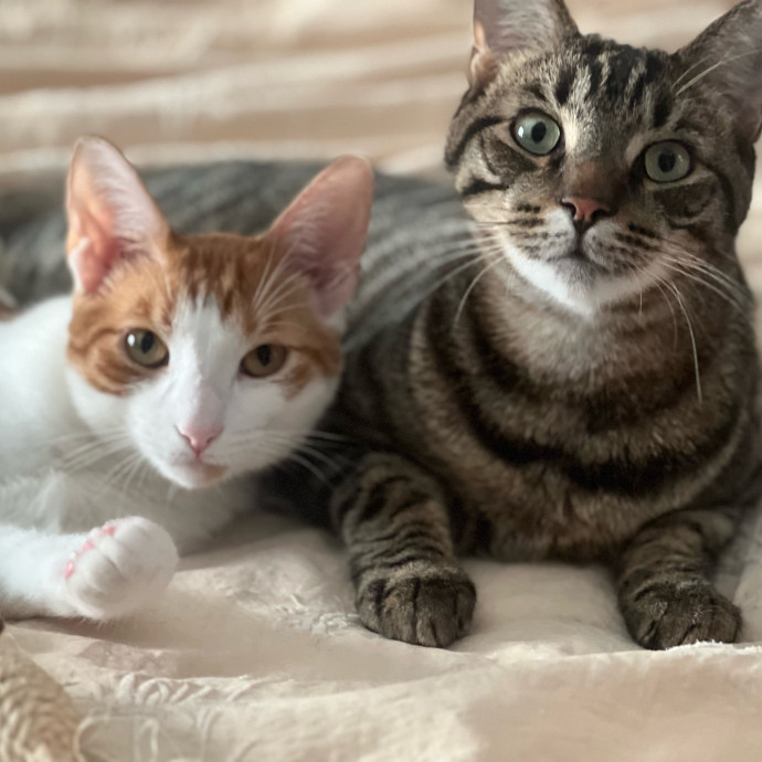 Cat Mom Of Three