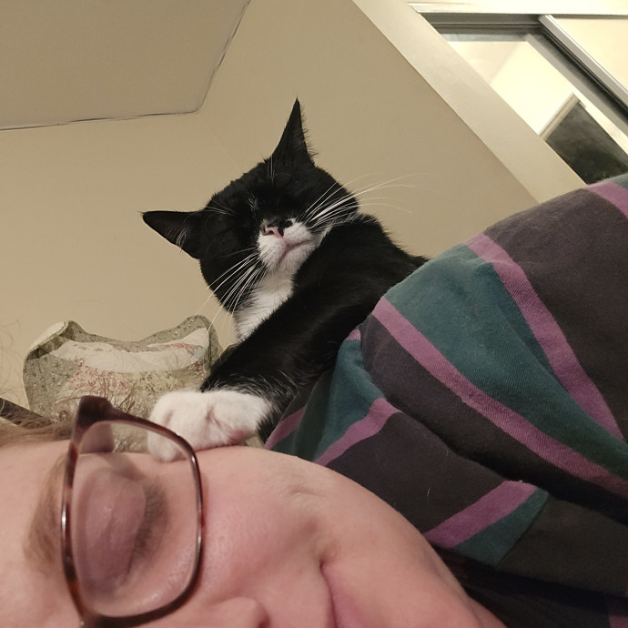 Comforted Kitties