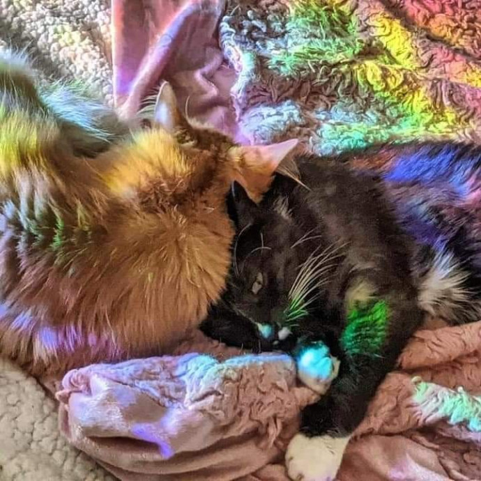 Comforted Kitties