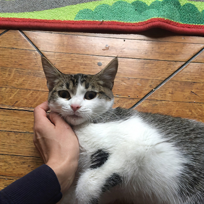 Patricia's Furry Fiesta Cat Sitting