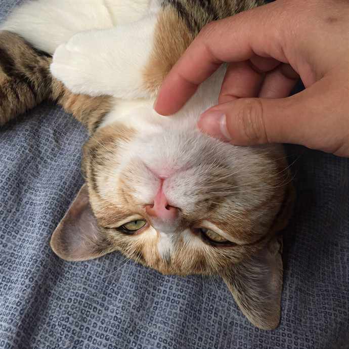 Patricia's Furry Fiesta Cat Sitting