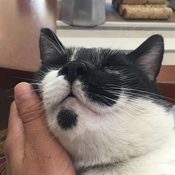 Patricia's Furry Fiesta Cat Sitting