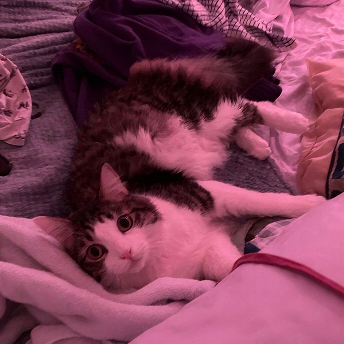 Patricia's Furry Fiesta Cat Sitting