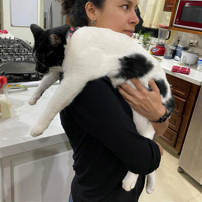 Patricia's Furry Fiesta Cat Sitting