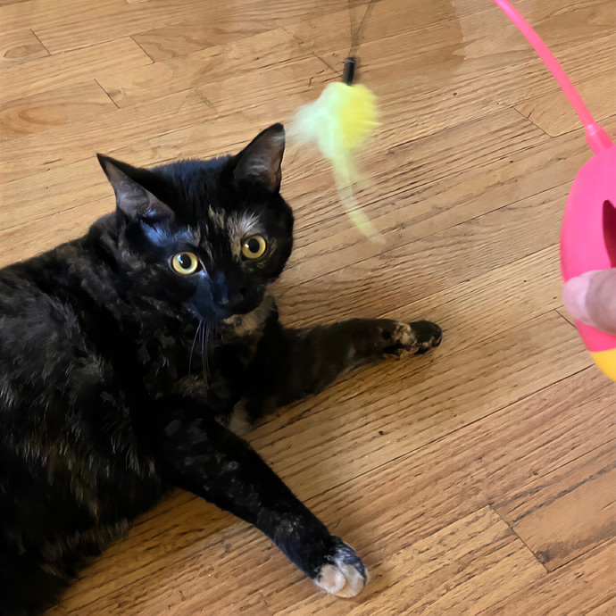 Patricia's Furry Fiesta Cat Sitting