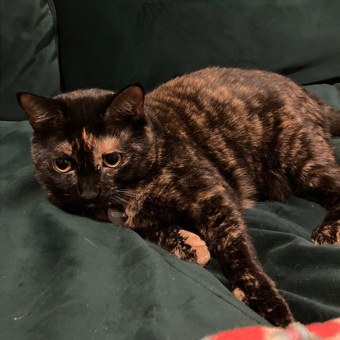 Patricia's Furry Fiesta Cat Sitting