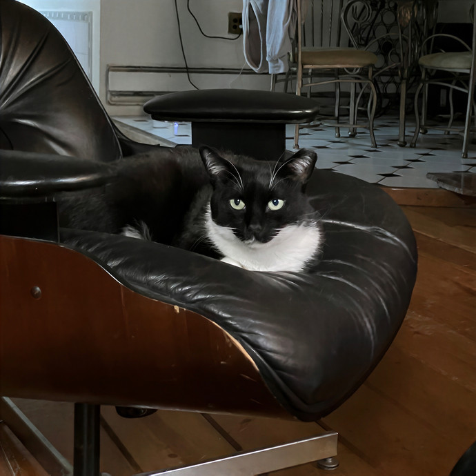Patricia's Furry Fiesta Cat Sitting