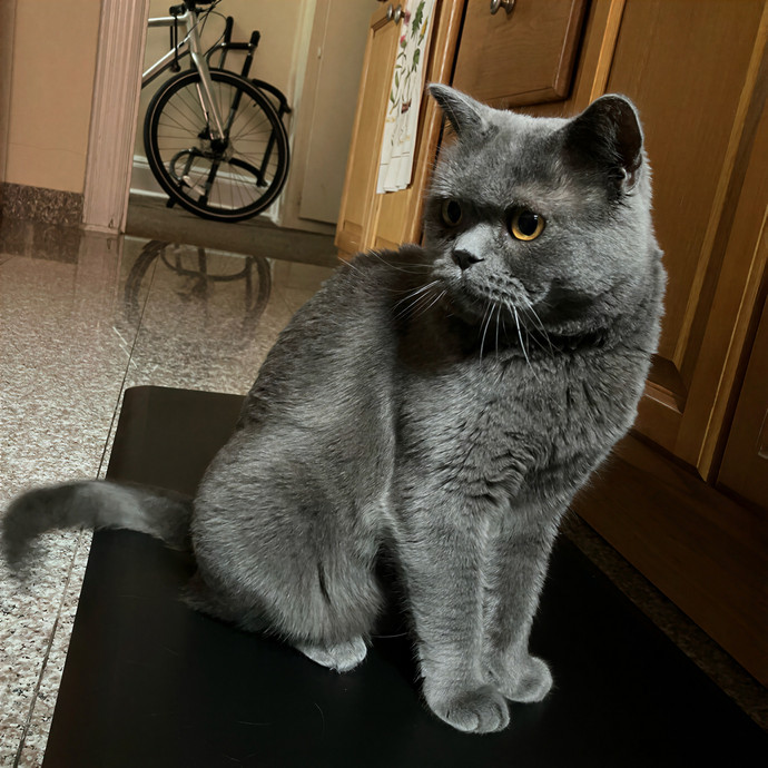 Patricia's Furry Fiesta Cat Sitting
