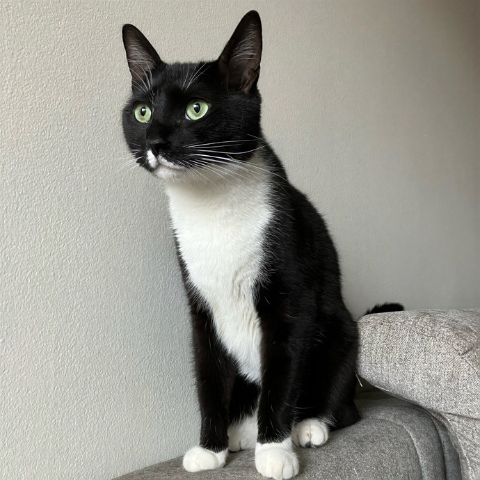 Patricia's Furry Fiesta Cat Sitting