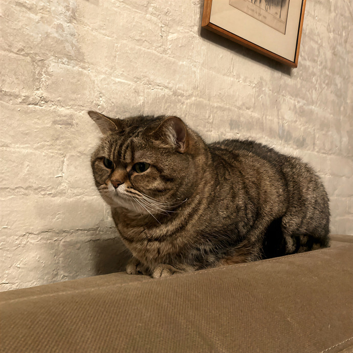 Patricia's Furry Fiesta Cat Sitting