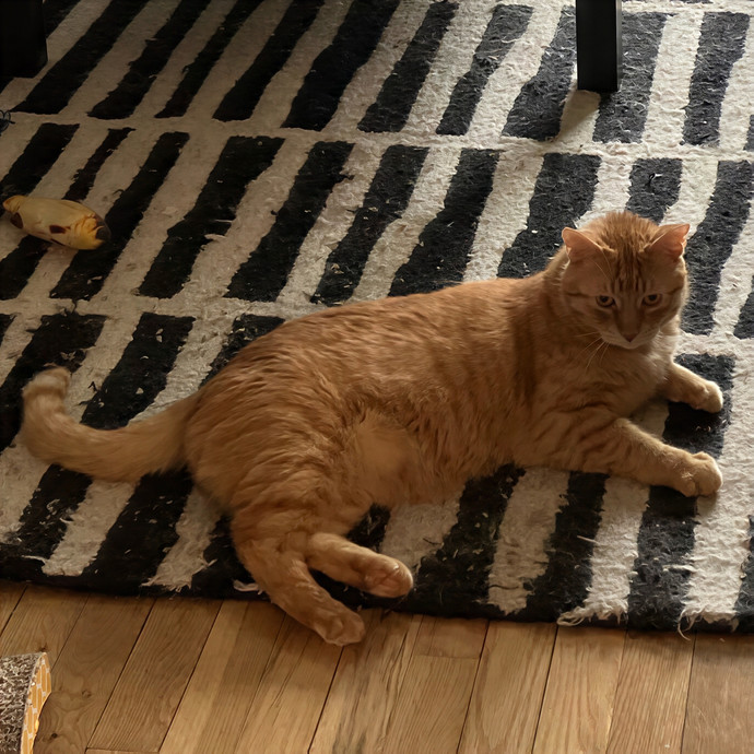 Patricia's Furry Fiesta Cat Sitting