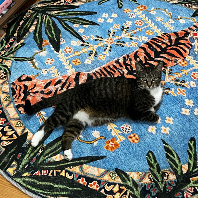 Patricia's Furry Fiesta Cat Sitting
