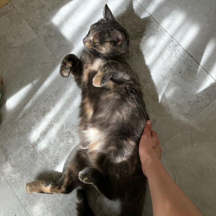 Patricia's Furry Fiesta Cat Sitting