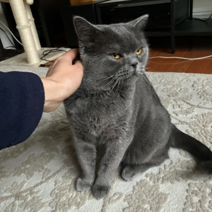 Patricia's Furry Fiesta Cat Sitting