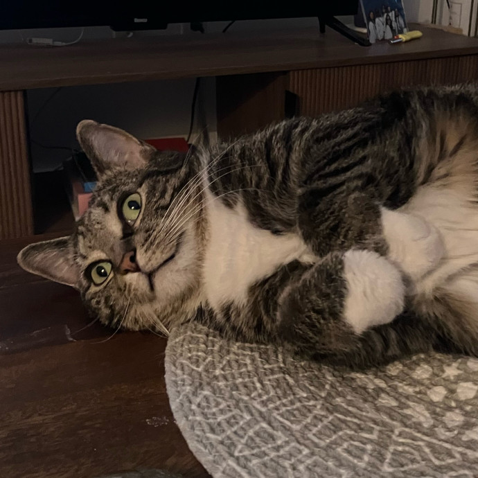 Patricia's Furry Fiesta Cat Sitting