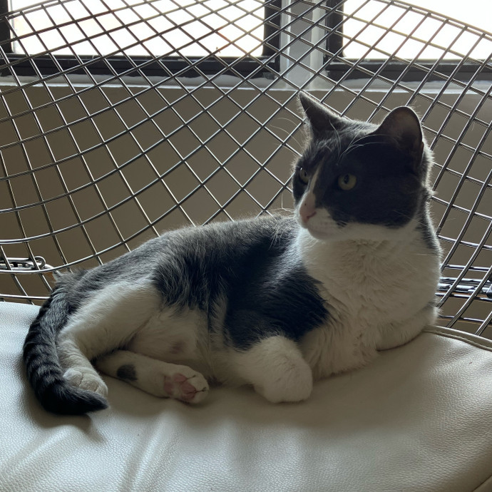 Patricia's Furry Fiesta Cat Sitting