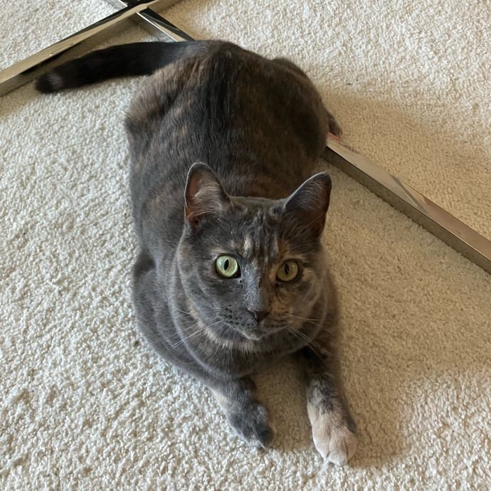 Patricia's Furry Fiesta Cat Sitting