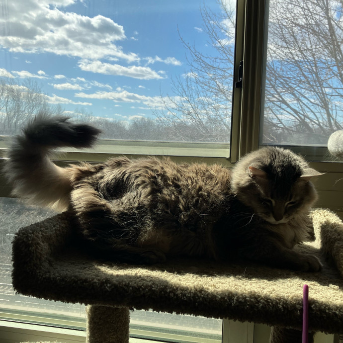 Patricia's Furry Fiesta Cat Sitting