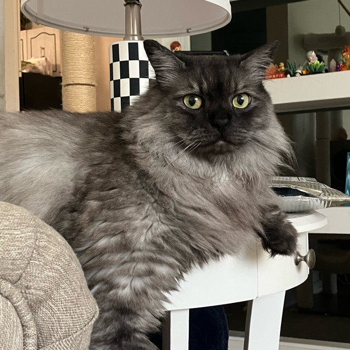 Patricia's Furry Fiesta Cat Sitting