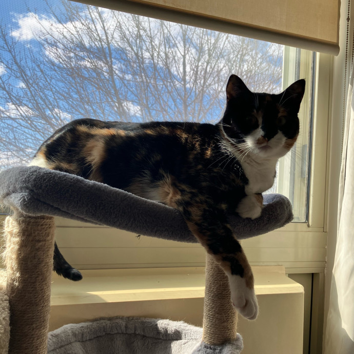 Patricia's Furry Fiesta Cat Sitting