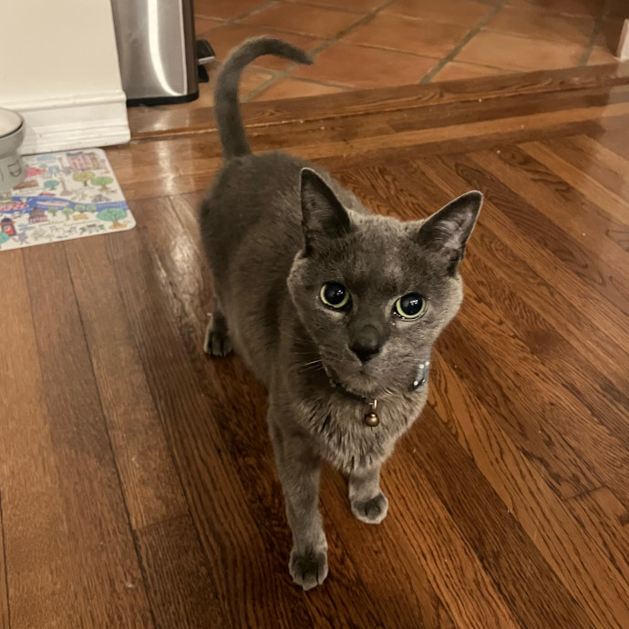 Patricia's Furry Fiesta Cat Sitting