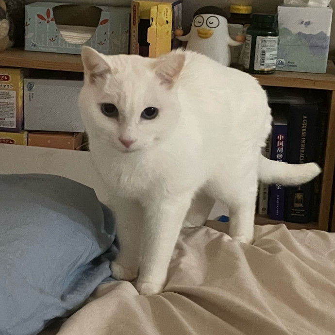 Patricia's Furry Fiesta Cat Sitting