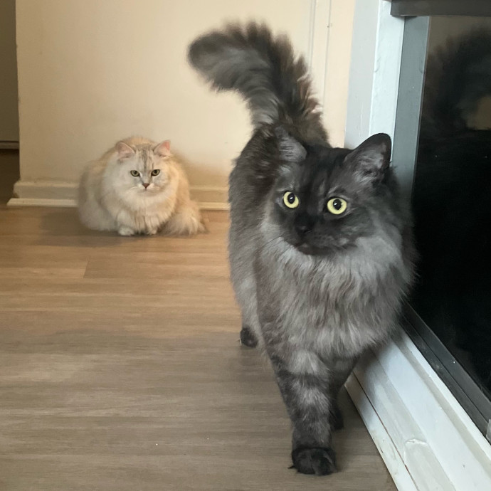 Patricia's Furry Fiesta Cat Sitting
