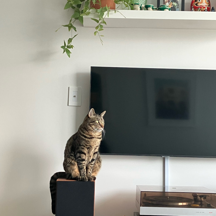 Patricia's Furry Fiesta Cat Sitting
