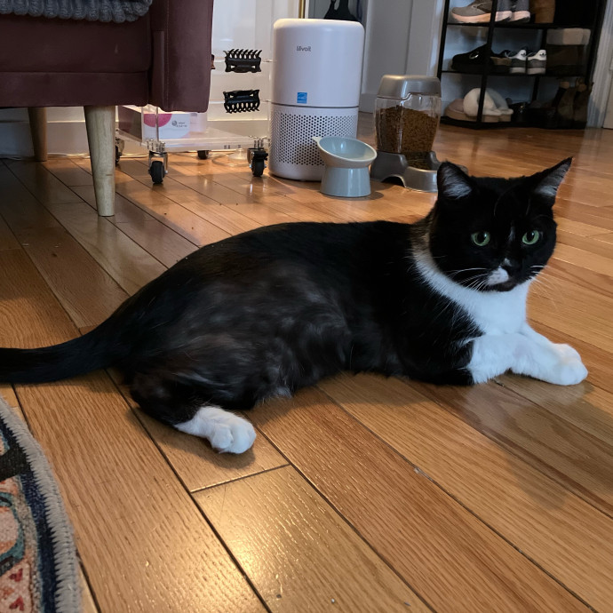 Patricia's Furry Fiesta Cat Sitting