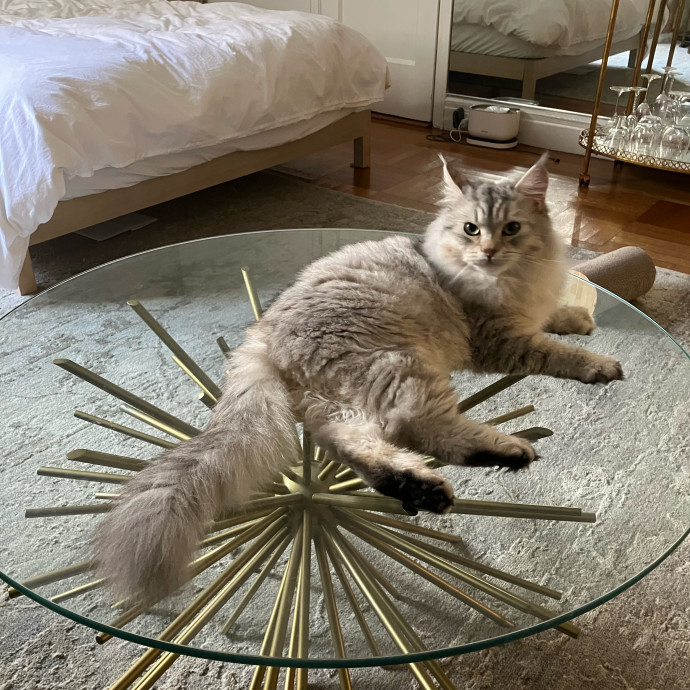 Patricia's Furry Fiesta Cat Sitting