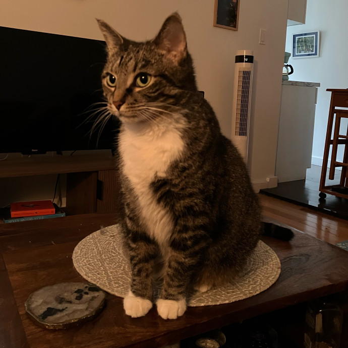 Patricia's Furry Fiesta Cat Sitting