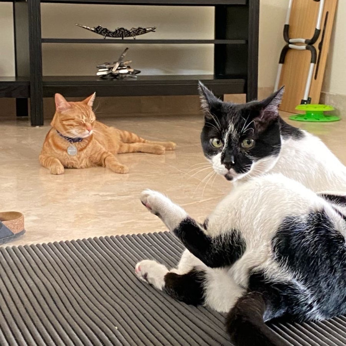 Patricia's Furry Fiesta Cat Sitting