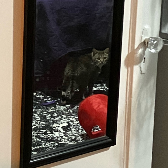 Patricia's Furry Fiesta Cat Sitting