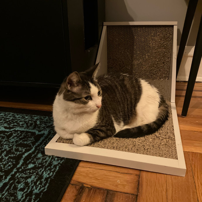 Patricia's Furry Fiesta Cat Sitting