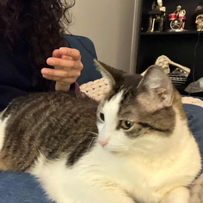 Patricia's Furry Fiesta Cat Sitting