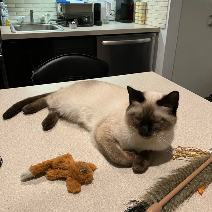 Patricia's Furry Fiesta Cat Sitting
