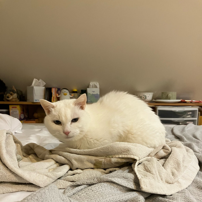 Patricia's Furry Fiesta Cat Sitting