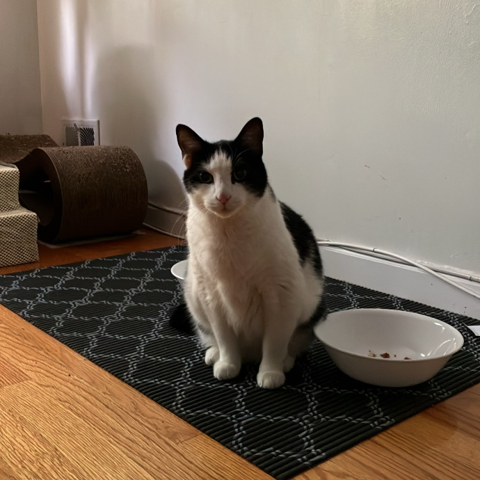 Patricia's Furry Fiesta Cat Sitting
