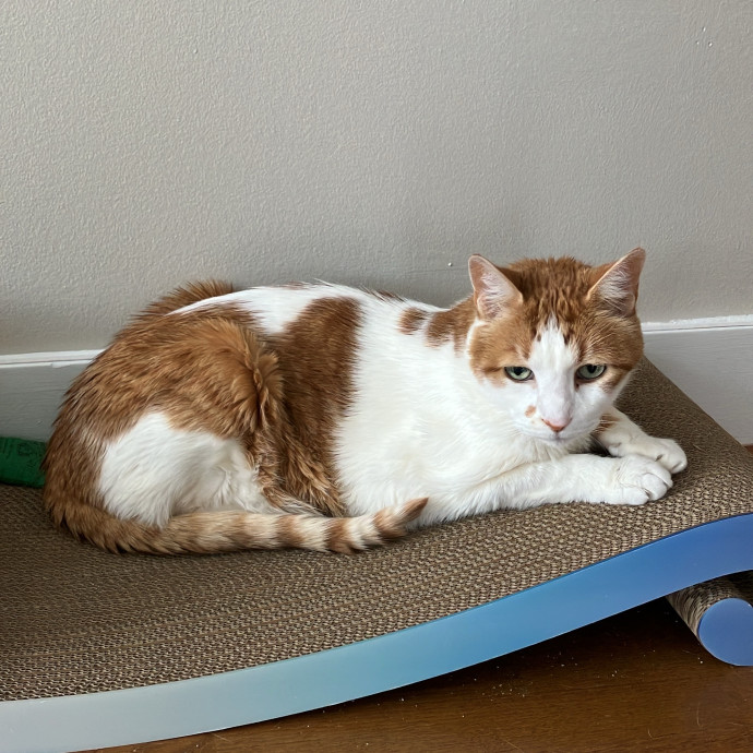 Patricia's Furry Fiesta Cat Sitting