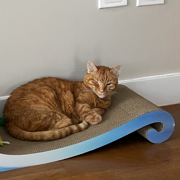 Patricia's Furry Fiesta Cat Sitting