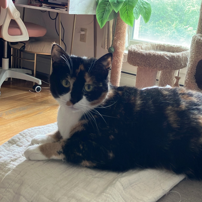 Patricia's Furry Fiesta Cat Sitting