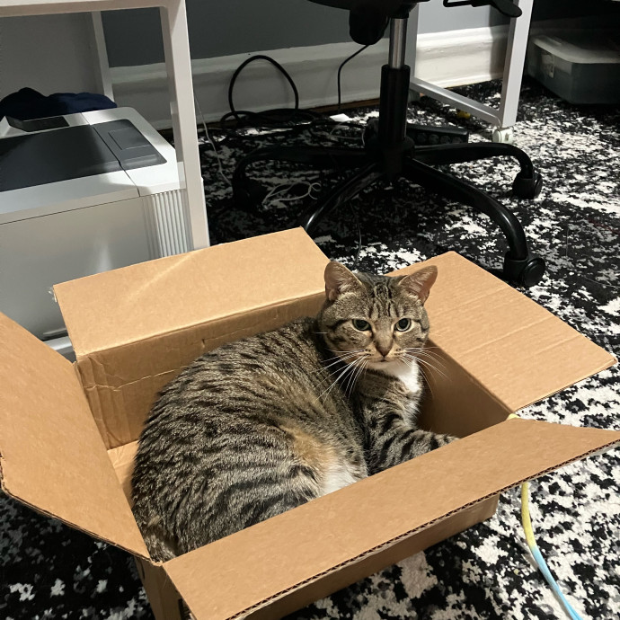 Patricia's Furry Fiesta Cat Sitting