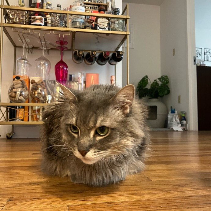 Patricia's Furry Fiesta Cat Sitting